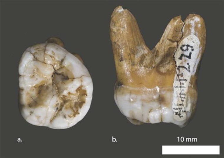 This undated photo provided by the journal Nature shows two views of an upper molar tooth found in a Siberian cave from a recently discovered relative of humans that lived more than 30,000 years ago. DNA revealed that this creature is more closely related to Neanderthals than to modern humans.